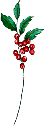 December birth flower – Holly, hand-painted