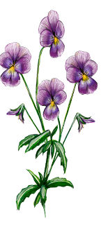 Violet