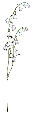 May birth flower – Lily of the Valley, hand-painted