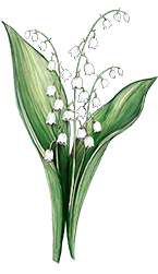 Lily of the vally