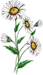 Daisy