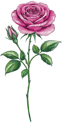 Rose