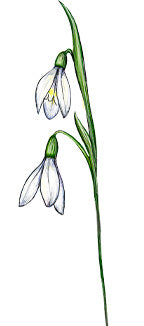 January birth flower – Snöwdrop, hand-painted